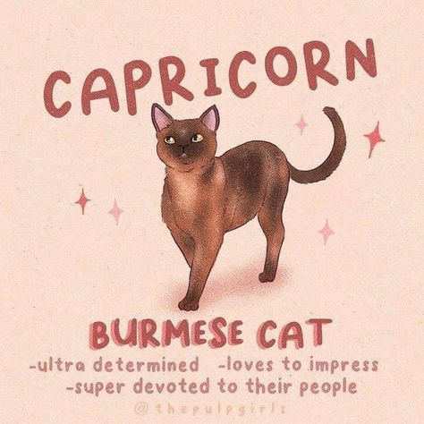 Capricorn Sun, Capricorn Aesthetic, Burmese Cat, Capricorn Life, Dream's Cat, Zodiac Signs Capricorn, Big Three, Aquarius Pisces, Sagittarius Capricorn