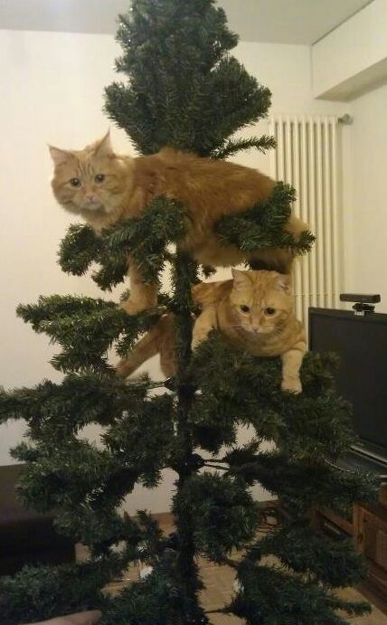 And of course, if all else fails, decorate with things you have lying around the house. | 21 Ways To Decorate A Small Space For The Holidays Cat Christmas Tree, Söt Katt, Two Cats, 웃긴 사진, Cat Ornament, Cat Christmas, Cats Meow, Funny Animal Pictures, Crazy Cat Lady