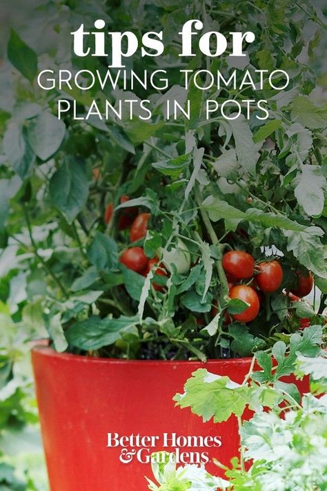 Give your potted tomato plants some extra care, and they'll richly reward you with handfuls of sun-ripened fruit. These 10 tips will help you successfully grow your tomato plants in pots.#gardenideas #gardening #tomatoplants #bhg Patio Plants In Pots, Tomato Plants In Pots, Brussel Sprout Plant, Potted Tomato Plants, Backyard Planter, Patio Tomatoes, Planting In Pots, Tomato Planting, Gemüseanbau In Kübeln