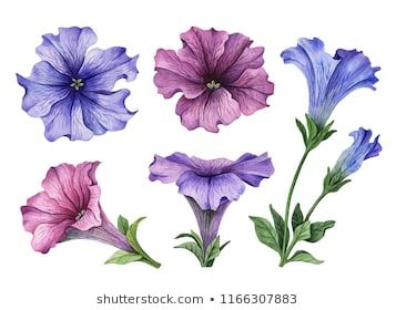 Petunia Images, Stock Photos & Vectors | Shutterstock Petunia Flower Drawing, Petunia Tattoo, Fall Paintings, Petunia Flower, Flora Flowers, Flowers Illustration, Flower Meanings, Drawn Floral, Watercolor Set