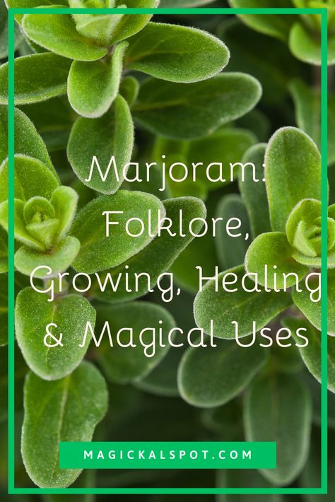 Recipes With Marjoram, Marjoram Magical Properties, Marjoram Benefits, Marjoram Tea, Marjoram Recipes, Marjoram Plant, Magickal Correspondences, Herbs For Protection, Folklore Mythology