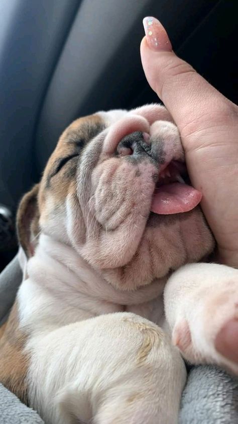 Baby Bulldog, Cute Bulldog Puppies, Cutest Babies, Cute Dogs Images, Very Cute Puppies, English Bulldog Puppies, Cute Animals Puppies, Very Cute Dogs