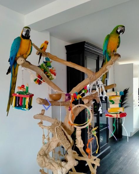 Parrots / javaboom Parrot House Ideas, Macaw Cage Ideas, Parrot Room Ideas, Indoor Bird Room Ideas, Parrot Room, Parrot Habitat, Macaw Cage, Homemade Bird Toys, Diy Parrot Toys