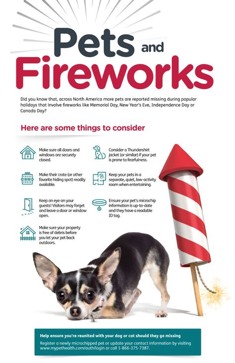 Pet and Fireworks Infographic Pet Infographic, Dogs And Fireworks Tips, Dogs And Fireworks, Firework Safety, Dog Infographic, Animal Infographic, Powerful Pictures, Dog Health Tips, Learn Something New Everyday