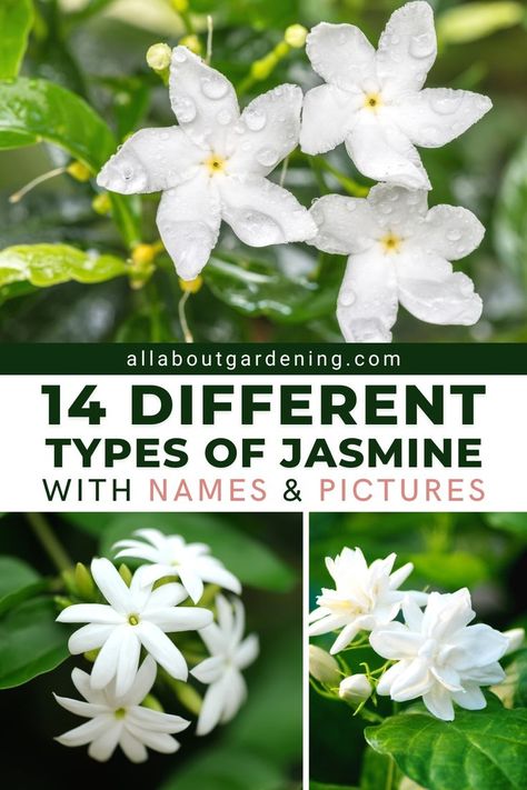 Part Shade Plants, White Flowers Garden, Big White Flowers, Wild Jasmine, Jasmine Vine, Evergreen Vines, Jasmine Plant, Fragrant Garden, Jasmine Flowers