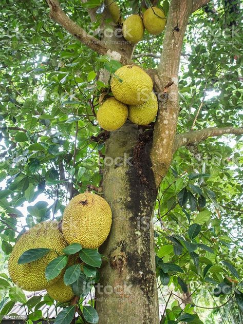 Tree Photos, A Fruit, Photo Tree, Tasty Dishes, Cactus Plants, A Food, Cactus, Bath, Google Search