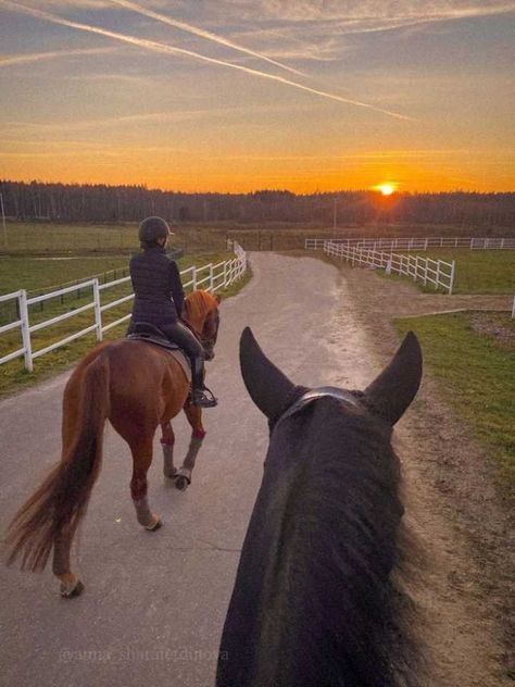 Dressage Aesthetic, Status Photo, Music Status, Equestrian Aesthetic, Aesthetic Autumn, Horse Equestrian, Equestrian, Horses, Sun