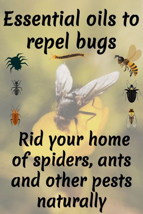 Essential Oils For Flies In The House, Essential Oils For Bugs In House, Wasp Repellent Essential Oils, Essential Oils Ants, Essential Oil Bug Repellent, Homemade Bug Repellent, Essential Oil Bug Spray, Essential Oil Spray Recipes, Diy Mosquito Repellent