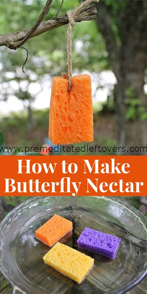 Diy Butterfly House How To Build, Butterfly Water Dish, Eco Yard, Diy Birdfeeders, Butterfly Nectar, Birdbath Ideas, Raising Butterflies, Butterfly Sanctuary, Butterfly Food