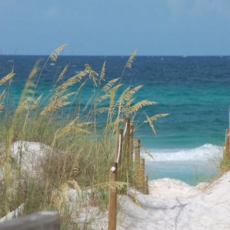 A picture I took from our back yard in Panama City, Florida! Such a beautiful beach!!!! I want to go back!!! Florida Ocean, Sea Oats, Panama Travel, Sand And Sea, Panama City Beach Florida, Salt Air, Sea Sand, I Love The Beach, Mural Wall