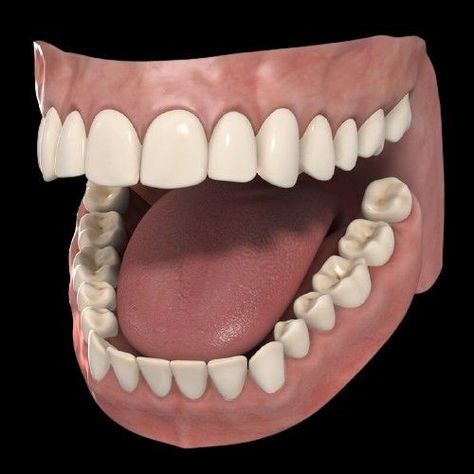 Mouth Anatomy, Model Anatomy, Teeth Anatomy, Teeth Model, Teeth Drawing, 3d Anatomy, Teeth Art, Diamond Teeth, Systems Art