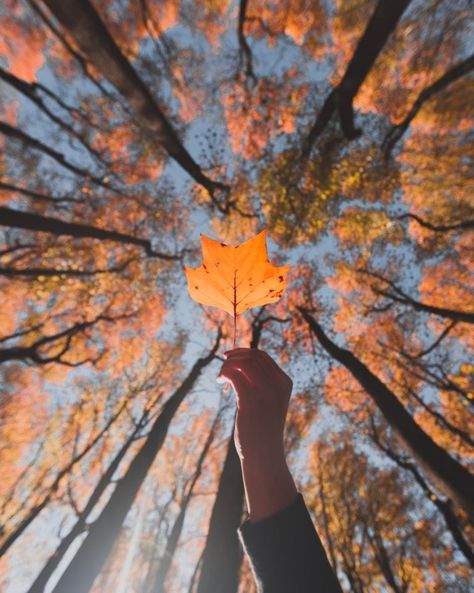 Photography, Trees, Yellow, Autumn Leaves