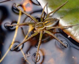 Spider Identification Chart, Spider Reference, Pretty Spiders, Spider Identification, Common Spiders, Poisonous Spiders, Spider Pictures, Spiders And Snakes, Aquatic Insects