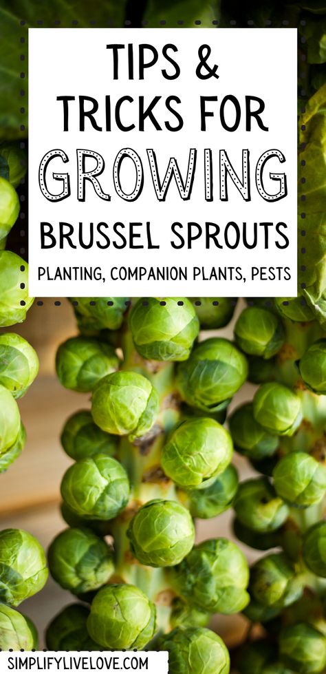 Growing Brussel Sprouts Gardens, Gardening Brussel Sprouts, How To Plant Brussel Sprouts, How To Harvest Brussel Sprouts, Brussel Sprouts Garden, Brussel Sprout Garden, Companion Planting Brussel Sprouts, How To Grow Brussel Sprouts Plants, When To Harvest Brussel Sprouts