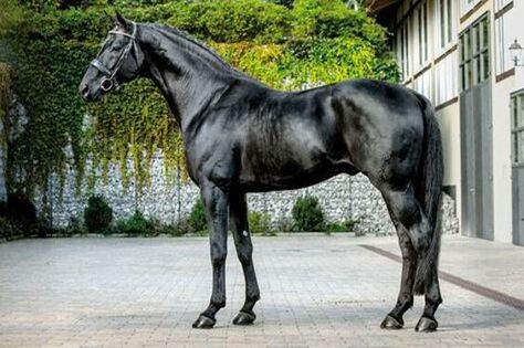 Dutch Warmblood Horse, Kathiyawadi Horse, Horse Crazy Girl, Horse Standing, Dutch Warmblood, Warmblood Horses, Horse Black, Beautiful Horse Pictures, Black Horses