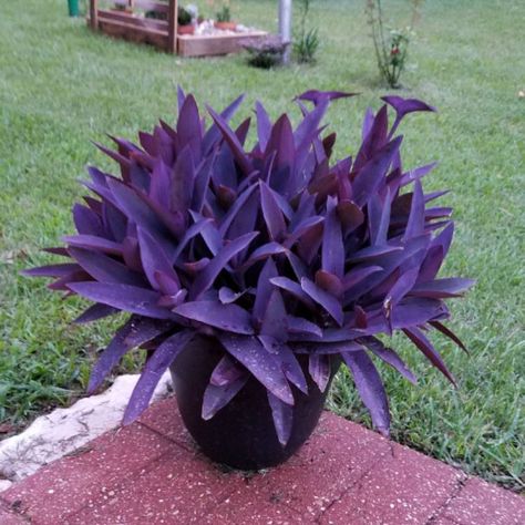 Purple Heart Plant, Succulent Garden Design, نباتات منزلية, Potted Plants Outdoor, Purple Plants, Container Gardening Flowers, Garden Art Projects, Garden Containers, House Plants Decor