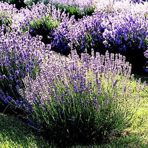 lavender. I actually bought a home in New Zealand--because the lavender bush was bigger than my car--miss it! Types Of Lavender Plants, Do It Yourself Decoration, Spanish Lavender, Lavender Varieties, Lavender Bush, Lavender Plants, Fragrant Garden, Lavender Garden, English Lavender