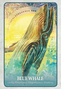 Whale Spirit Animal, Animals Endangered, Animal Meanings, Spirit Animal Totem, Animal Spirit Guides, Angel Oracle Cards, Secret Language, Animal Medicine, Animal Guides