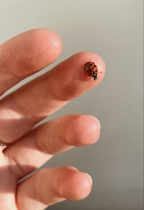 #ladybug #animal #hand #hands #aesthetic #antonement #cmbyn #sufjanstevenssummer #sufjanstevens #photography #inspiration #nature #555 Ladybug Animal Aesthetic, Ladybug On Hand, Ladybug Photography, Ladybug Animal, Hand Aesthetic, Animal Aesthetic, Hands Aesthetic, Photography Inspiration Nature, Inspiration Nature