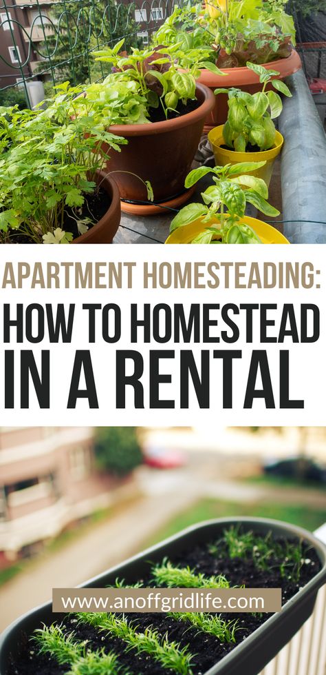 Rental Homesteading, Apartment Homesteading For Beginners, Homestead In An Apartment, Self Reliant Living, Homesteading In An Apartment, Apartment Farming, Homesteading Apartment, Vegan Homestead, Micro Homesteading