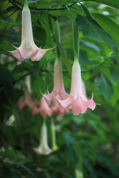 Trumpet Angel, Angel Trumpets, Angel Trumpet Plant, Moon Flowers, Angel Trumpet, Honeysuckle Flower, Flower Meanings, Misty Morning, Gardening Flowers