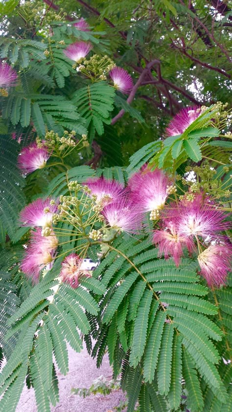 Mimosa Pudica Tree Mimosa Silk Tree, Mimosa Tree Tattoo, Shy Plant, Mimosa Trees, Mimosa Plant, Mimosa Pudica, Persian Silk Tree, Mimosa Tree, Albizia Julibrissin