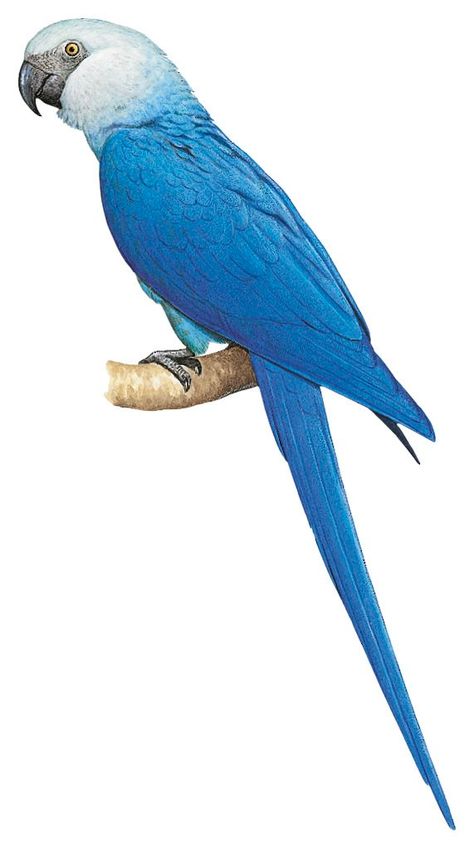 Spix Macaw, Blue Macaw, Parrots Art, Butterfly Species, Macaw Parrot, Bird Theme, Love Your Pet, Tropical Birds, Bird Toys