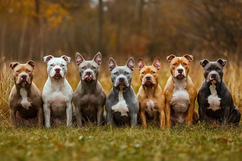 The Most Unique Pitbull Coats and Colors Merle Pitbull, American Pitbull Dog, Pitbull Dog Breed, American Pitbull, Types Of Coats, Common Myths, American Staffordshire, Pitbull Lover, Pitbull Puppies