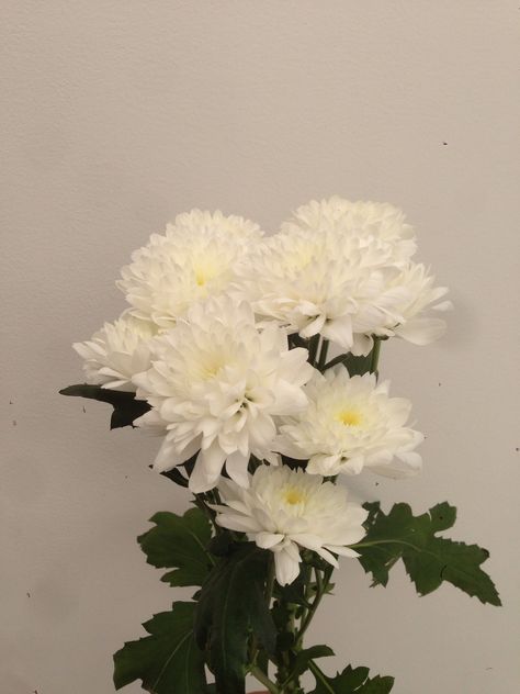 ~Flowers White Chrysanthemum Aesthetic, Chrisantemum Flower Bouquet, Crysantenum Flower Aesthetic, Chrysanthemums Aesthetic, White Chrysanthemum Bouquet, Aesthetic Chrysanthemum, Chrysanthemum Flower Aesthetic, Jennifer Aesthetic, Chrysanthemum Flower Bouquets