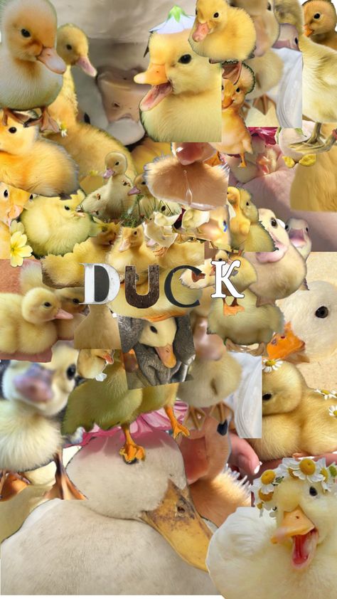 its a wallpaper full of ducks and ducklings! Duck And Frog Wallpaper, Cute Ducks Wallpaper, Duck Cute Wallpaper, Duck Aesthetic Cute, Duck Wallpaper Ipad, Duck Art Wallpaper, Cute Duck Aesthetic, Funny Duck Wallpaper, Duckling Wallpaper