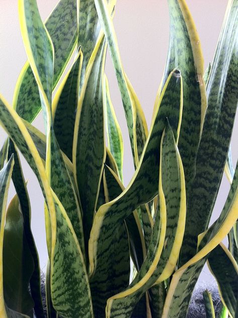 Mother-in-law’s tongue is named after its long, lashing shape (not unlike the tongue of a mother-in-law!). This plant, the Sansevieria trifasciata, is to be differentiated from other type of “Mother-in-law” vs. “Mother-in-law plant.” This common house and office plant is also called the Good Luck plant or Golden Bird’s Nest. When ingested by pets, it ...continue reading Mother In Law Plant, Common House Plants, Toxic Plants For Cats, Teacup Cats, Mother In Law Tongue, Angora Cats, Sansevieria Trifasciata, Cat Plants, Cat Seat