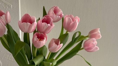 Pink Tulips Desktop Wallpapers, Desktop Widget Wallpaper, Pink Flowers Desktop Wallpaper, Ipad Wallpaper Tulips, Tulip Ipad Wallpaper, Medium Widgets Pink, Macbook Wallpaper Aesthetic Flowers, Ipad Widget Pictures, Flower Medium Widget