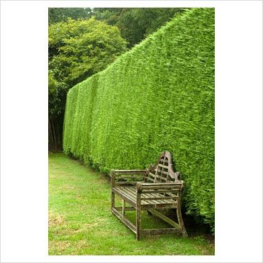 picture of a living privacy fence. Leyland Cypress Leylandii Hedge, Living Privacy Fences, Leyland Cypress, Fast Growing Evergreens, Evergreen Hedge, Living Fence, Backyard Privacy, Conifer Trees, Garden Shrubs