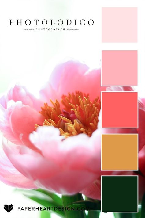 Color Palette: Perfect Peonies from photolodico — Paper Heart Design Peony Color Palette, Seeds Color Palette, Color Thesaurus, Interior Design Branding, Peony Colors, Pantone Colour Palettes, Call Art, Design Seeds, Dot Art Painting