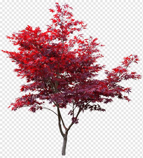 Japanese Maple Tree Aesthetic, Japanese Maple Tree Painting, Red Tree Illustration, Japan Tree, Japanese Trees, Maple Tree Forest, Autumn Fantasy Maple Tree, Japanese Red Maple, Japenese Maple