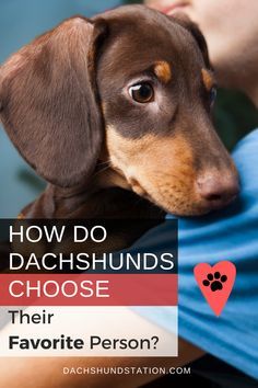 Humour, Doxies Dachshund, Funny Dachshund Pictures, Dachshund Personality, Dachshund Facts, Loyal Dog Breeds, Dachshund Puppy Funny, Dachshund Puppy Training, Dachshund Training