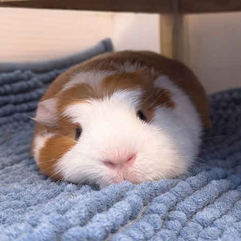 Guine Pig Aesthetic, Gunia Pig Cute, Long Hair Guinea Pigs, Ginny Pigs Cute, Ginue Pigs, Geunia Pigs, Guinnie Pigs, Fat Guinea Pigs, Ginie Pigs