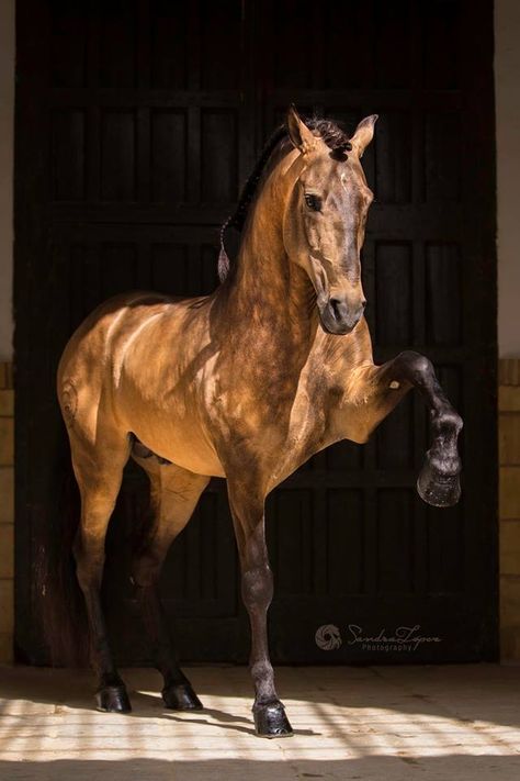 (91) Sandra López - Photography - Photos Ahal Teke, حصان عربي, Cai Sălbatici, Rasy Koni, Koci Humor, Andalusian Horse, Most Beautiful Horses, Majestic Horse, All The Pretty Horses