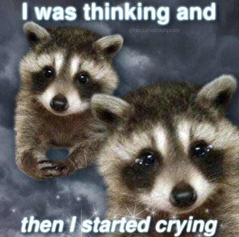 Two Raccoons, Happy Raccoon, Cute Raccoon, Raccoon Funny, Trash Panda, Silly Animals, Racoon, Cute Memes, Funny Reaction Pictures