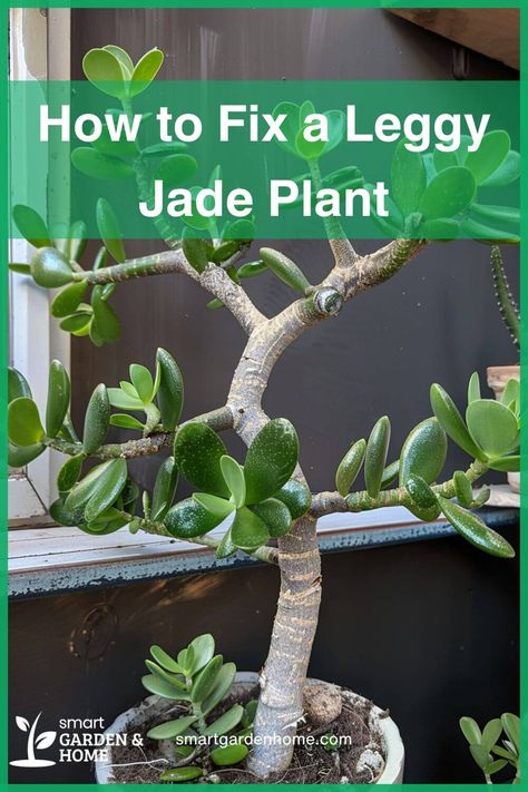 Transform your leggy Jade plant into a lush beauty with these easy tips!  Discover why your plant is stretching and how to fix it.  Enjoy a thriving indoor garden! Jade Plants Indoor, How To Trim Jade Plant, Large Jade Plant Indoor, Leggy Jade Plant, Jade Plant Pruning, Indoor Cactus Plants, Jade Plant Care, Houseplants For Beginners, Best Houseplants