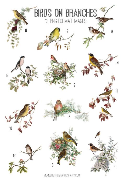 Vintage Birds on Branches Image Kit Free Bird Printables Vintage, Vintage Bird Pictures, Bird On Branch Drawing, Free Bird Printables, Bird On Branch Tattoo, Birds On A Branch Tattoo, Vintage Bird Prints, Birds Stickers, Bird Printables