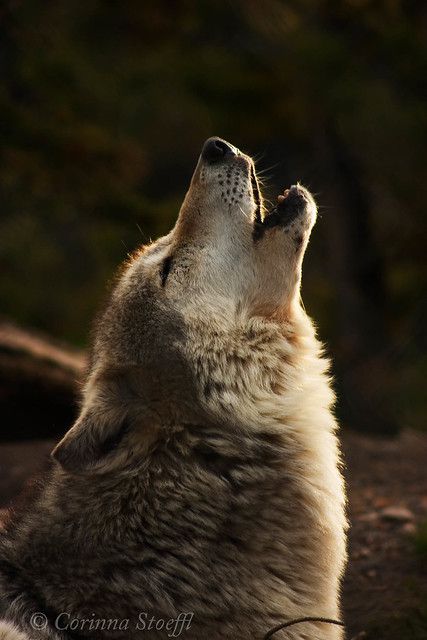 Grey Wolf howling | grey wolf howling with setting sun light… | Flickr Wolf Symbolism, North American Animals, Wolf Photography, Wolf Stuff, Wild Animals Pictures, Wolf Photos, Wolf Spirit Animal, Wolf Love, Wolf Pictures