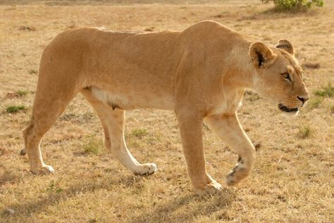 Lioness Side View, Lioness Poses, Lioness Reference, Lion Poses, Maned Lioness, Lioness Photo, Lioness Hunting, Lioness Images, Lion Oc