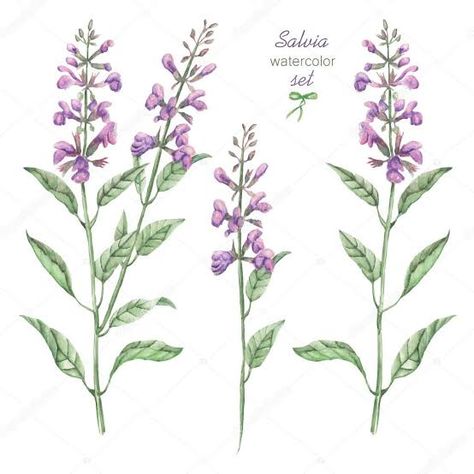 Salvia Drawing, Salvia Tattoo, Salvia Plants, Plant Drawings, Fabric Painting On Clothes, R Tattoo, Plant Drawing, Painted Clothes, Flower Illustration