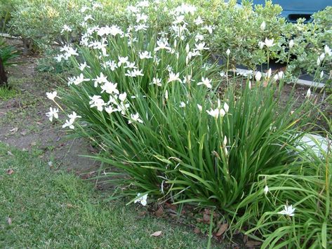 Dietes iridioides - African Iris | PlantMaster Fast Growing Pine Trees, Fortnight Lily, African Iris, Pool Plants, Client Board, Evergreen Garden, Landscape Plants, Plant Images, Deck Garden