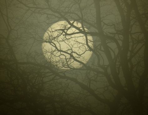 Southern Gothic Aesthetic, Nature Witch, Halloween Countdown, Southern Gothic, Moon Photography, Gothic Aesthetic, Witch Aesthetic, Samhain, Memento Mori