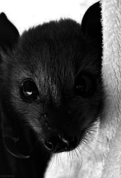 Bat Pfp, Bat Pics, Bat Face, Fox Bat, Flying Fox, Fruit Bat, Baby Bats, Cute Bat, Pretty Animals