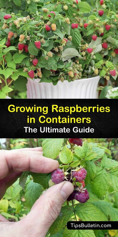 Discover how to grow summer-bearing or everbearing raspberry plants in containers. Growing raspberries in pots is simple. Some raspberry bushes have fruit the first year, while others do not produce berries until the second year. #grow #raspberries #container #pots Potted Fruit Plants, How To Grow Fruit Trees In Pots, Blackberries In Pots, Backyard Berry Garden Design, Growing Plants In Pots, Raspberry Bush Care, Potted Fruit Garden, Container Fruit Garden, Raspberry In Container