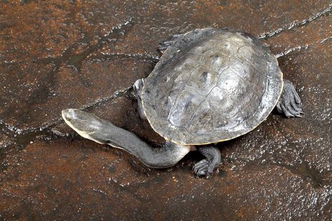 Australian Snake-Necked Turtle (Chelodina longicollis) - photo by National Aquarium, via Facebook; in Baltimore, Maryland (5/23/12) Kawaii Turtle, World Turtle, World Turtle Day, Map Turtle, Interesting Creatures, Turtle Day, Australian Fauna, Turtle Time, Tortoise Turtle