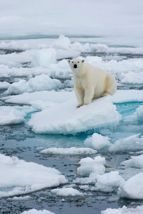 Arctic Aesthetic, Arctic Travel, Ice Nature, Polar Bear On Ice, Photo Ours, Arctic Explorers, Nature Collage, Vogue France, Wallpapers Desktop